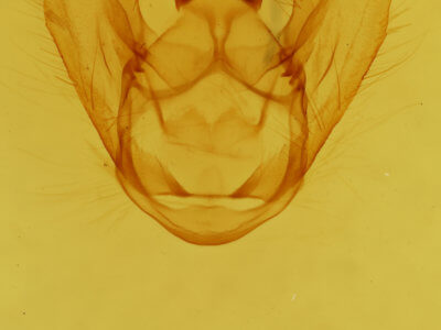 genitalia view of adult Euchlaena milnei