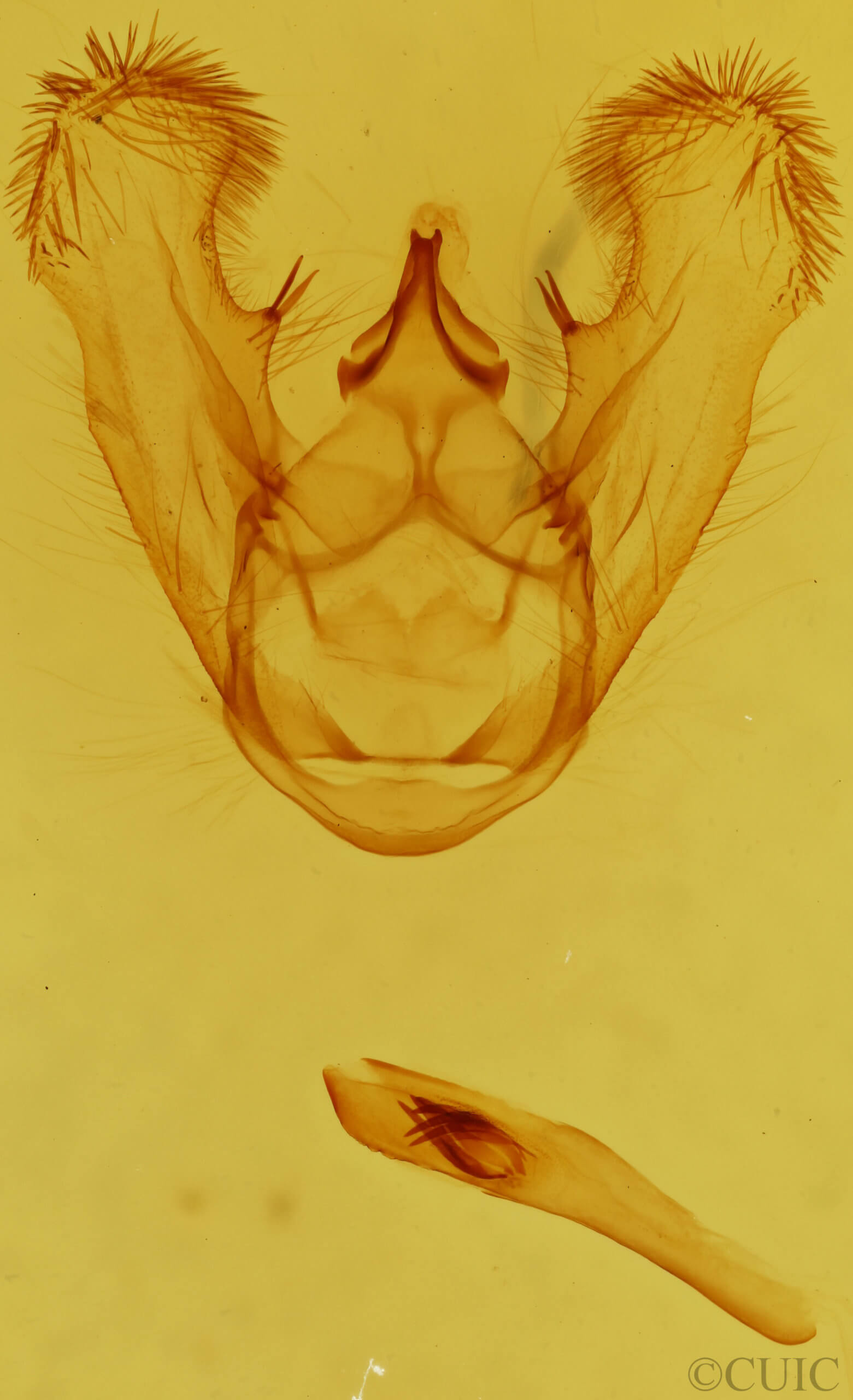 genitalia view of adult Euchlaena milnei
