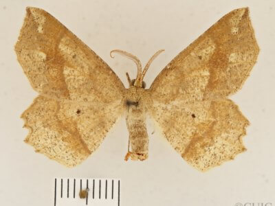 dorsal view of adult Euchlaena pectinaria