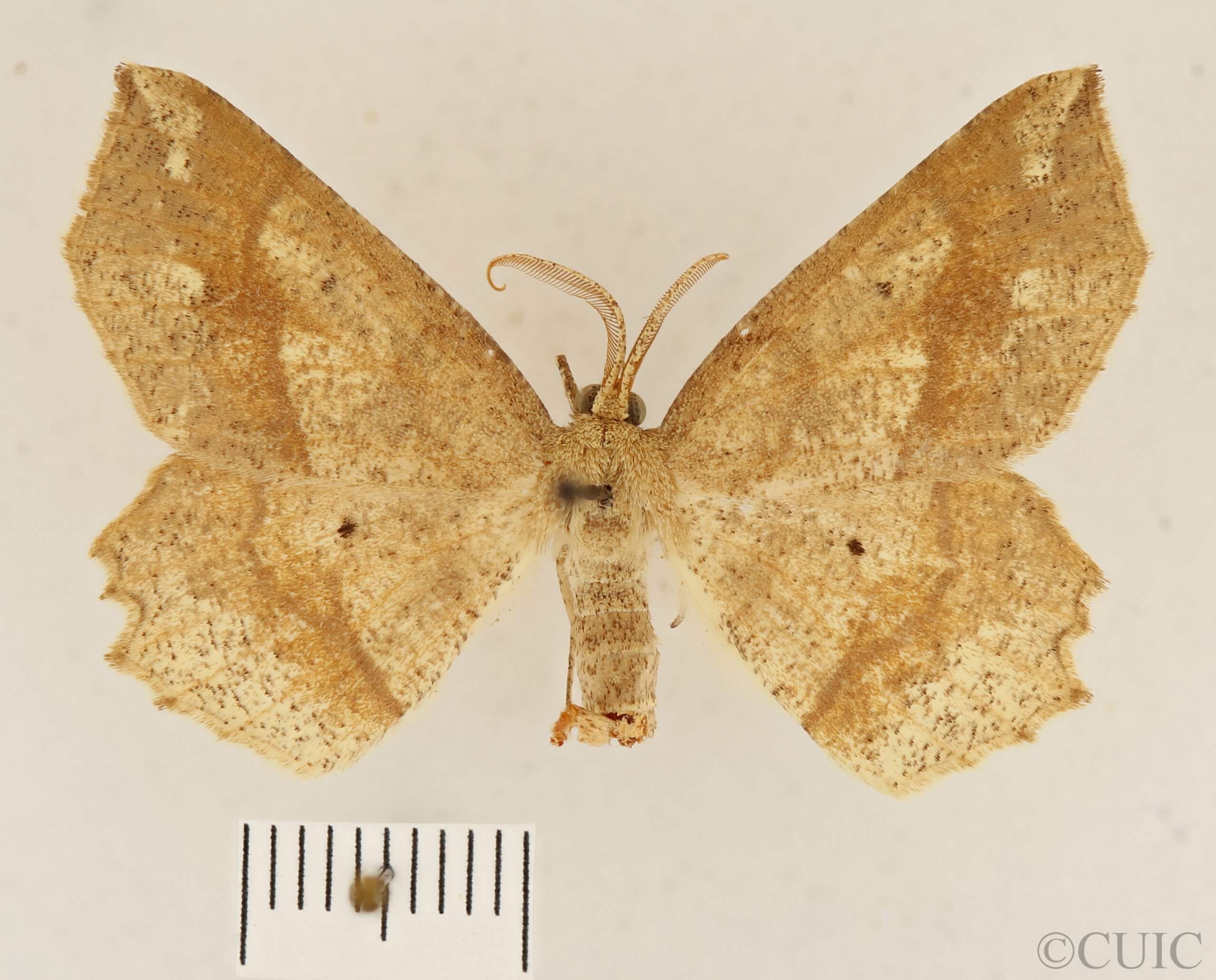dorsal view of adult Euchlaena pectinaria