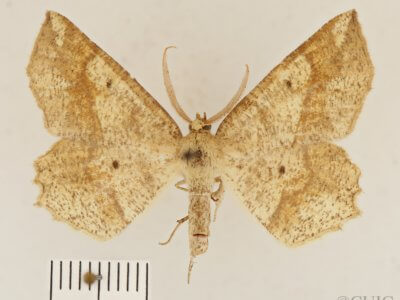 dorsal view of adult Euchlaena pectinaria