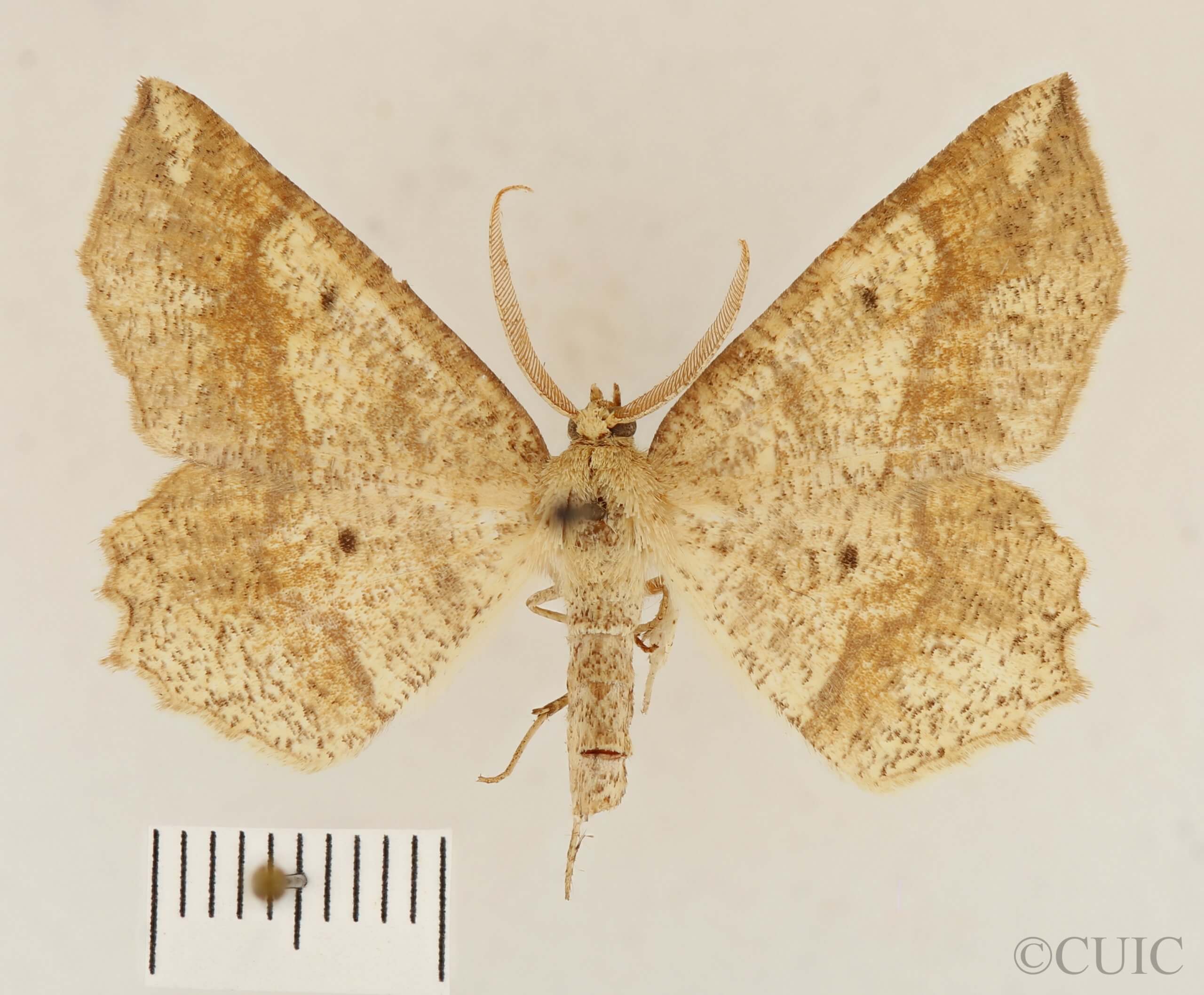 dorsal view of adult Euchlaena pectinaria