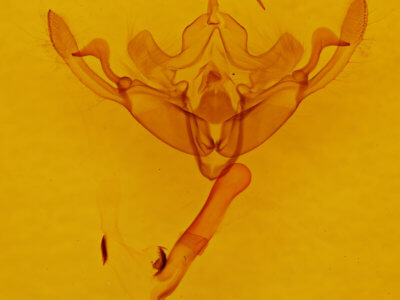 genitalia view of adult Eucirrhoedia pampina