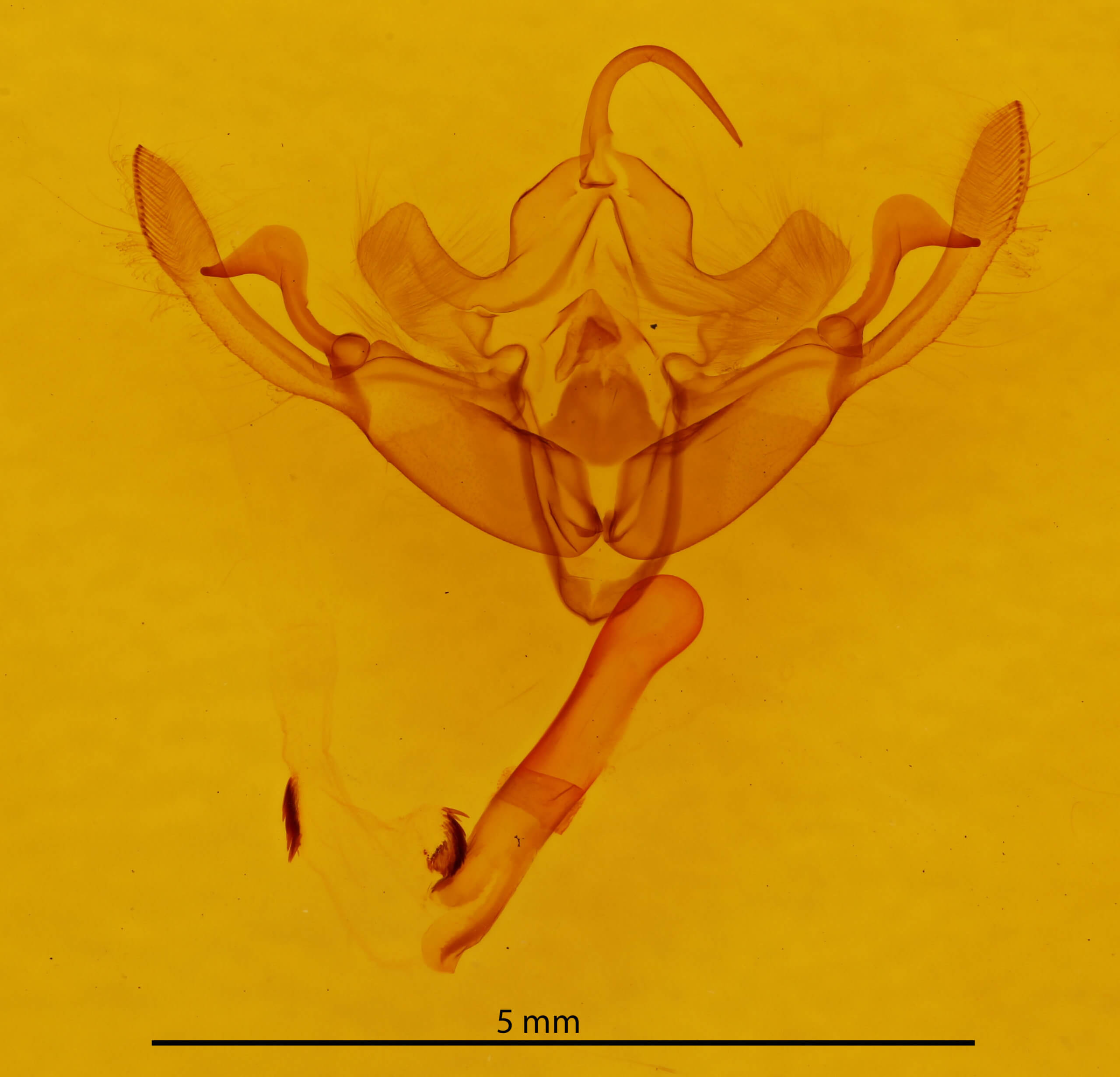 genitalia view of adult Eucirrhoedia pampina