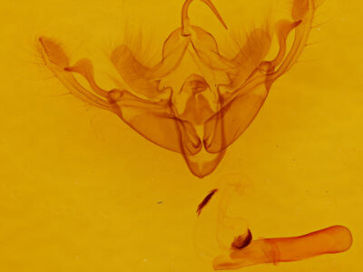 genitalia view of adult Eucirrhoedia pampina