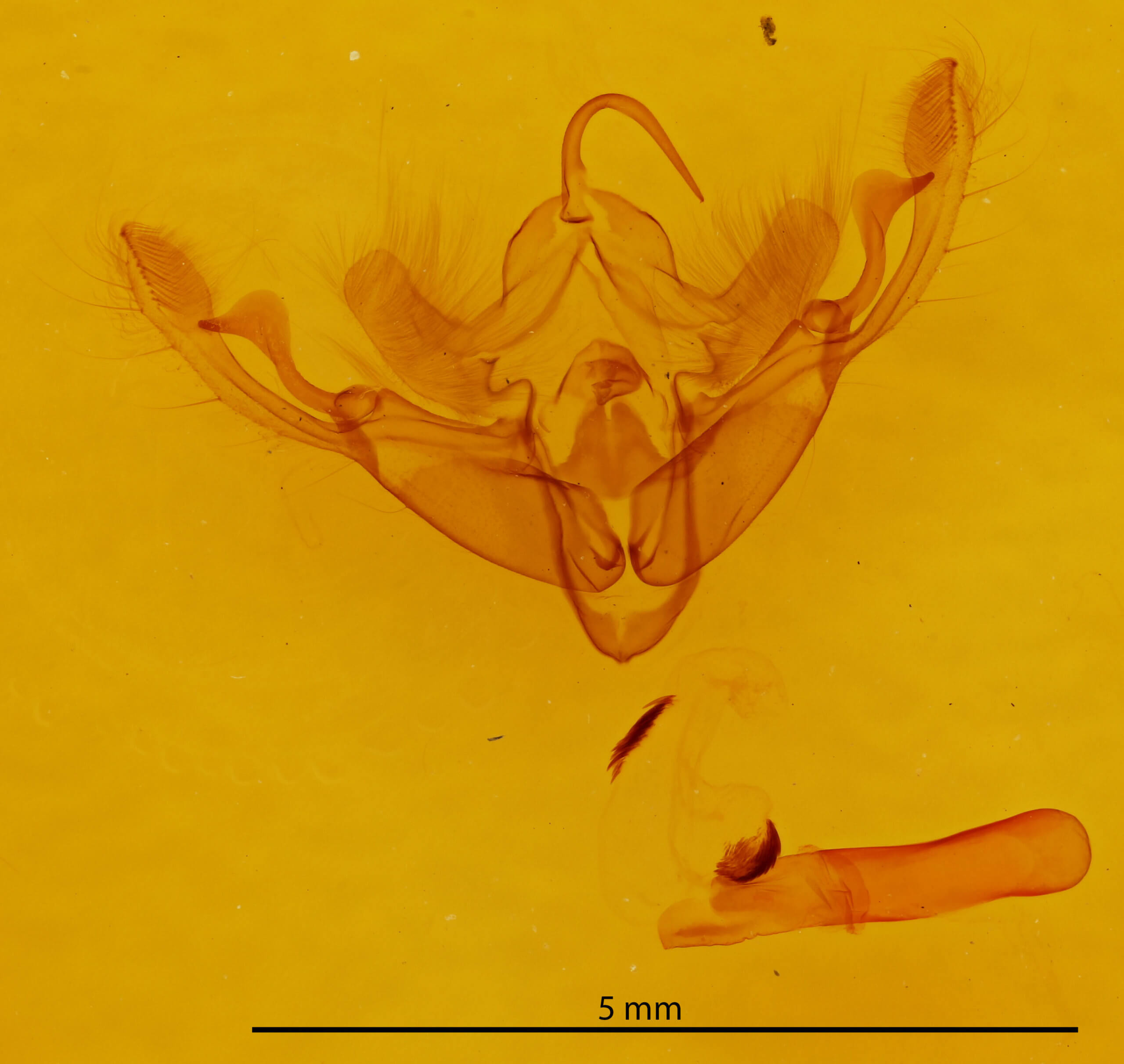 genitalia view of adult Eucirrhoedia pampina
