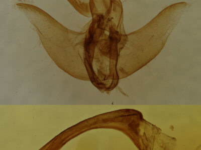 genitalia view of adult Euclea delphinii