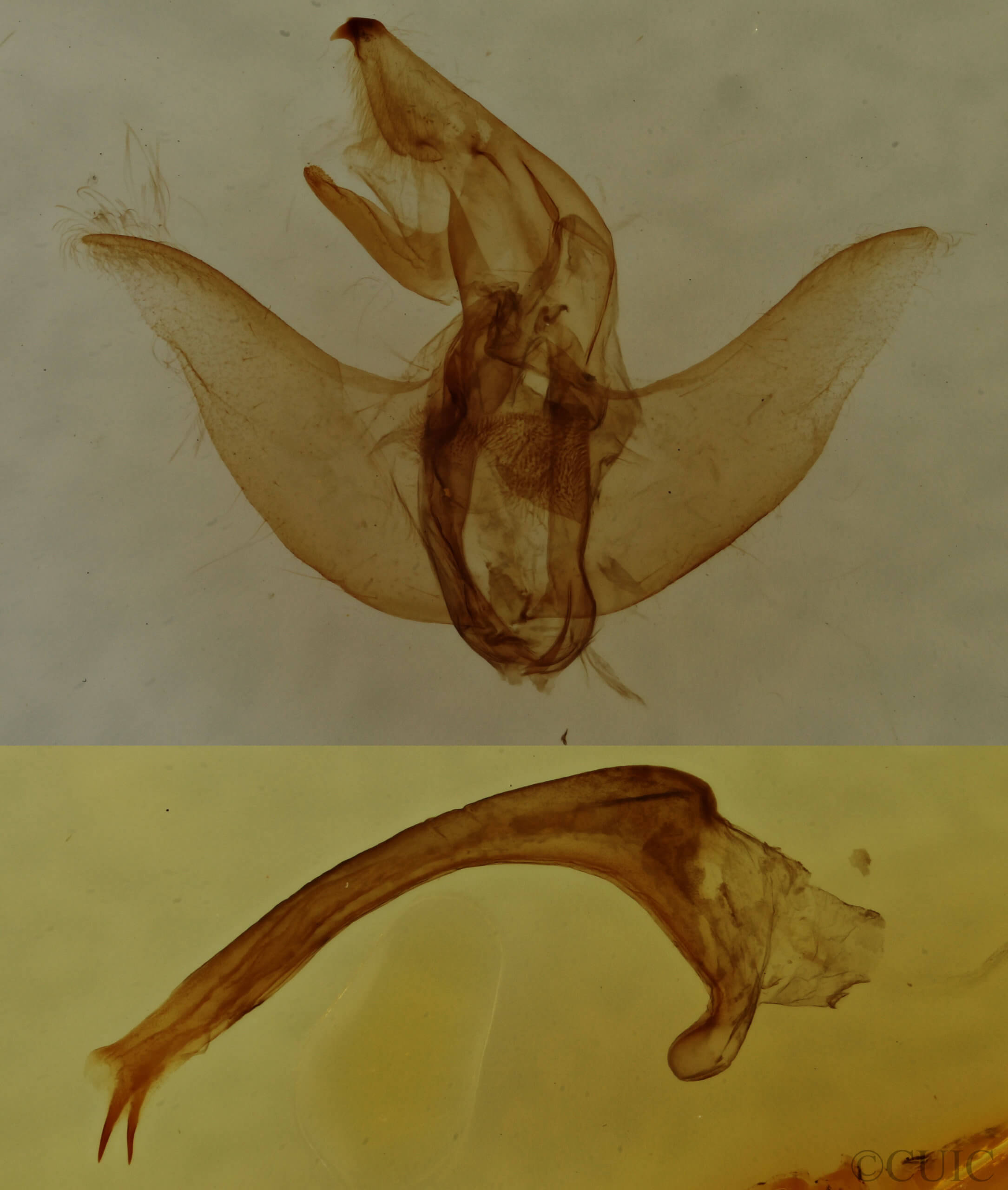 genitalia view of adult Euclea delphinii