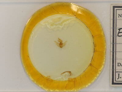 slide view of adult Euclea delphinii