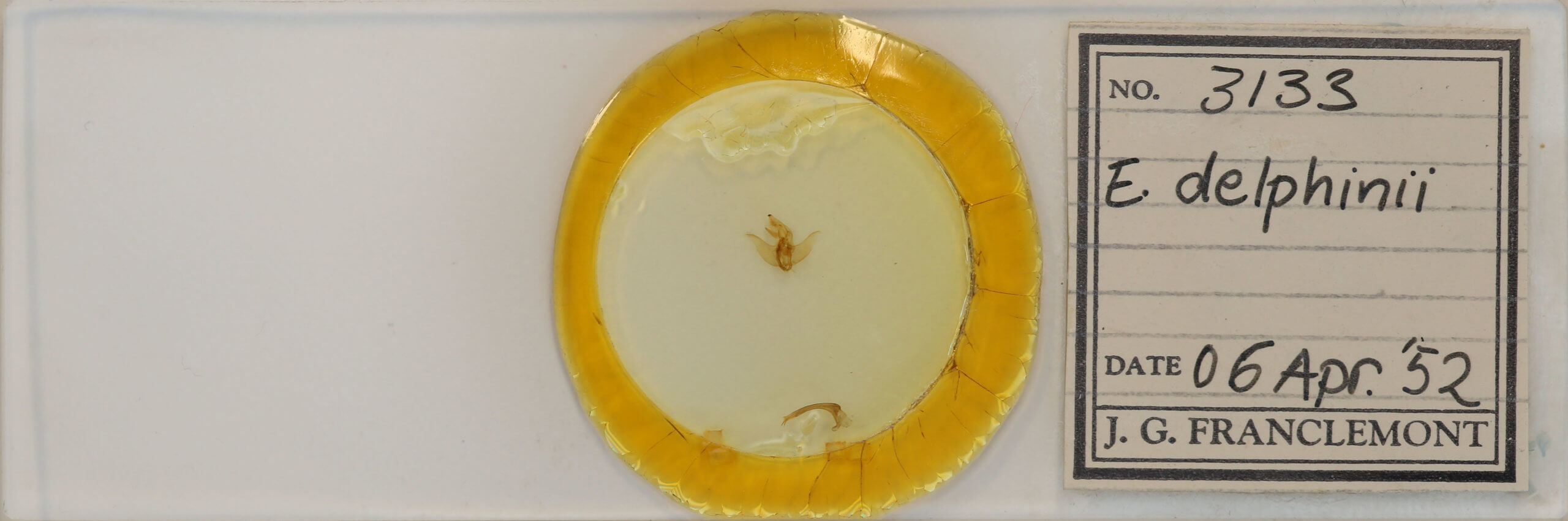 slide view of adult Euclea delphinii