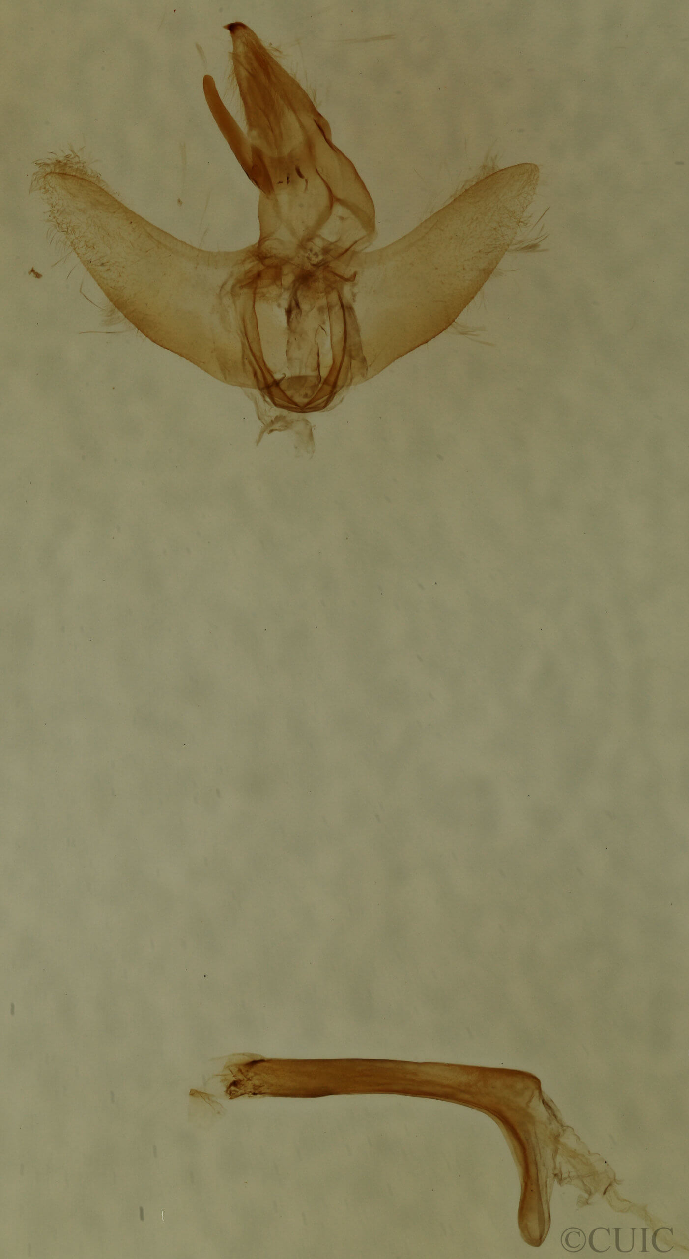 genitalia view of adult Euclea nanina
