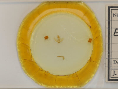 slide view of adult Euclea nanina