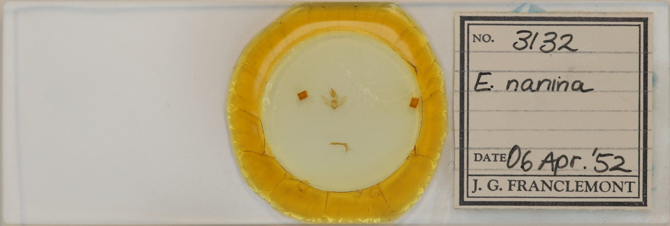 slide view of adult Euclea nanina