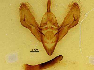 genitalia view of adult Eucocytia meeki