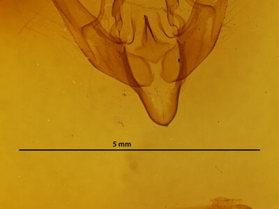 genitalia view of adult Eueretagrotis attentus
