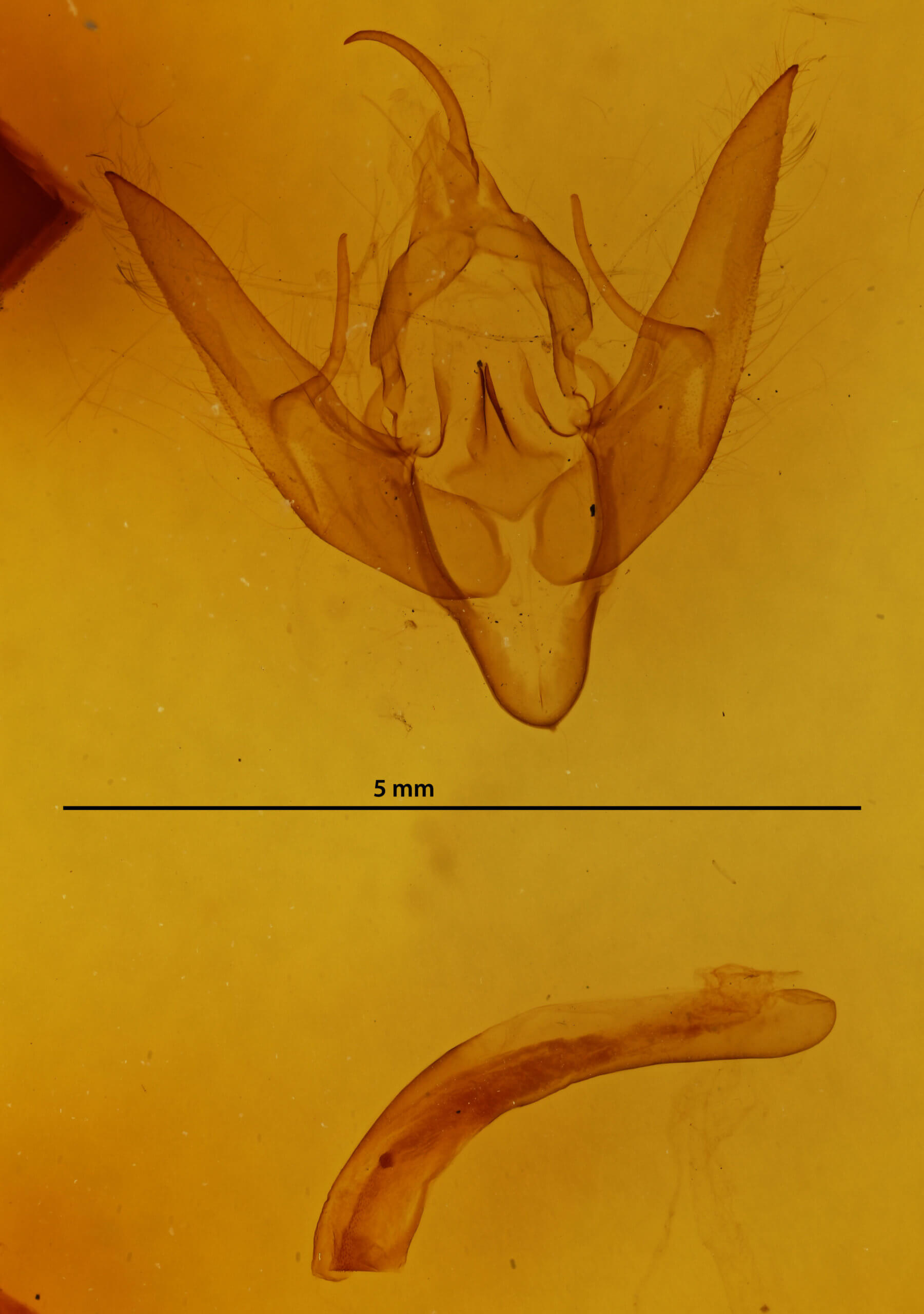 genitalia view of adult Eueretagrotis attentus