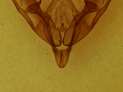 genitalia view of adult Coenophila opacifrons