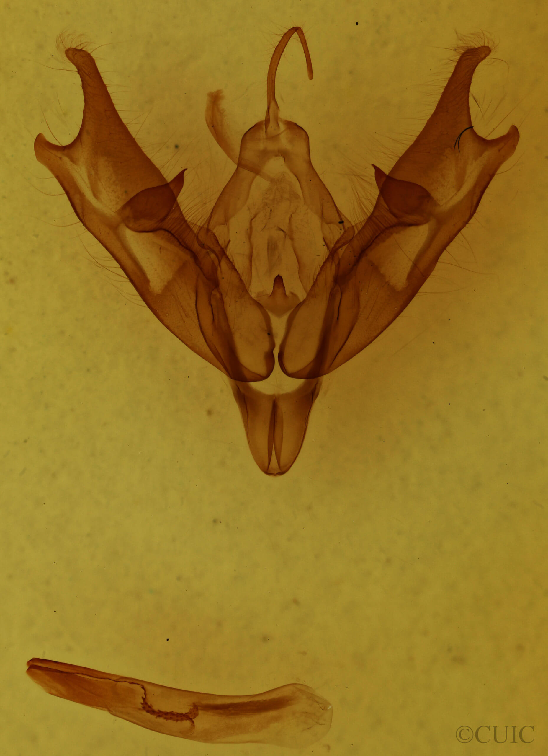 genitalia view of adult Coenophila opacifrons