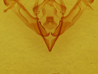 genitalia view of adult Eupsilia cirripalea