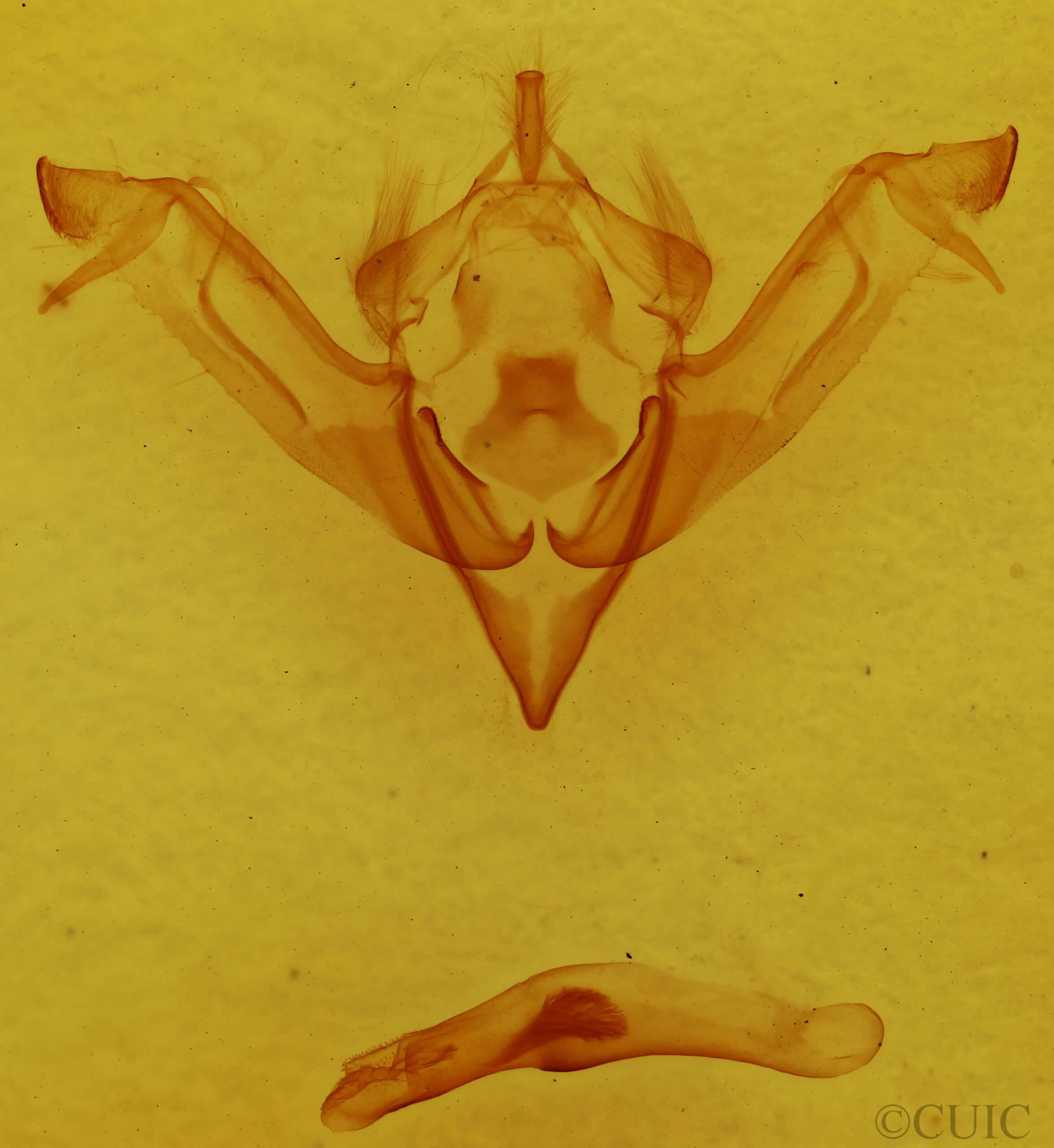 genitalia view of adult Eupsilia cirripalea
