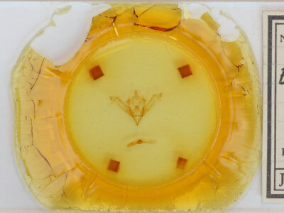 slide view of adult Eupsilia cirripalea