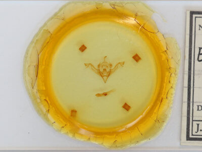 slide view of adult Eupsilia cirripalea