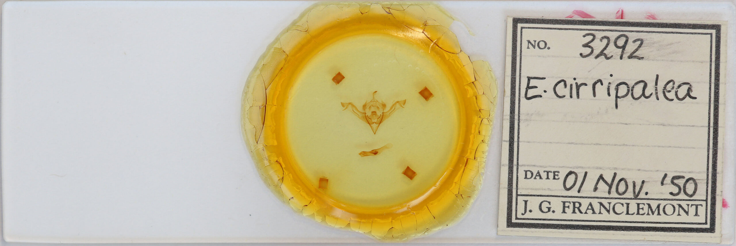 slide view of adult Eupsilia cirripalea