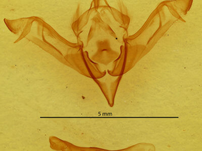 genitalia view of adult Eupsilia cirripalea