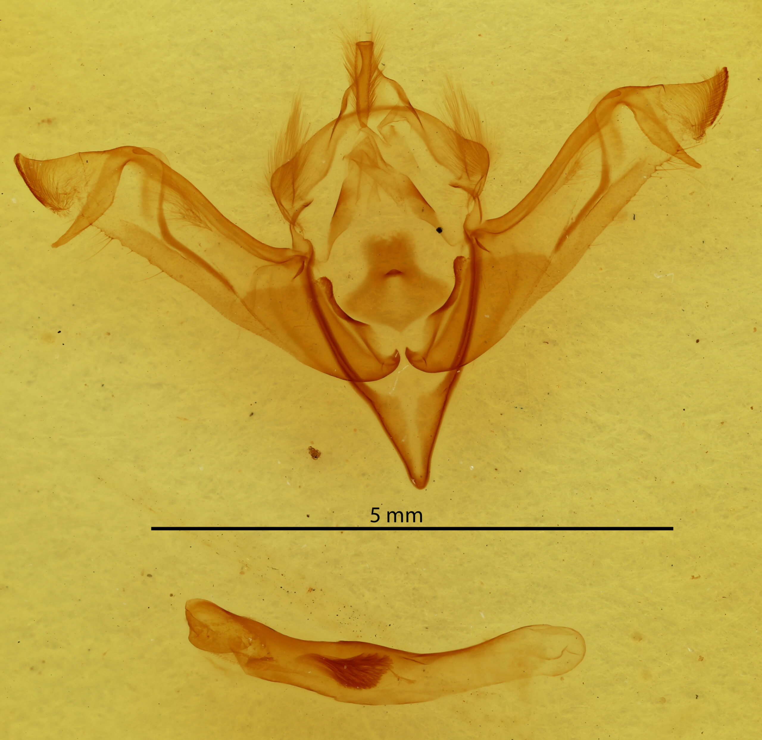 genitalia view of adult Eupsilia cirripalea