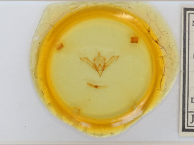 slide view of adult Eupsilia cirripalea