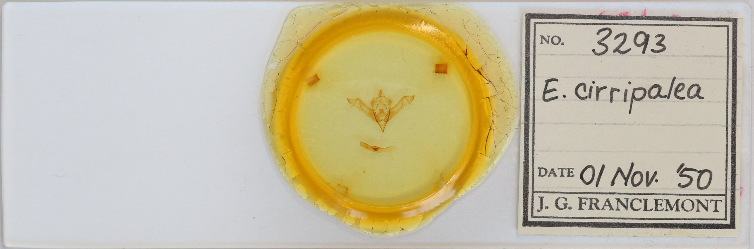 slide view of adult Eupsilia cirripalea