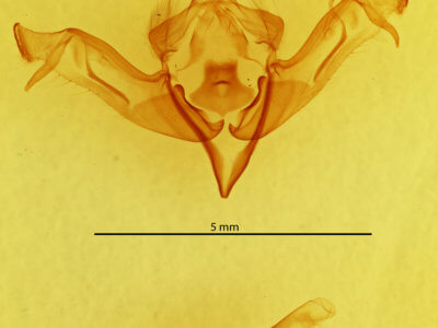 genitalia view of adult Eupsilia cirripalea