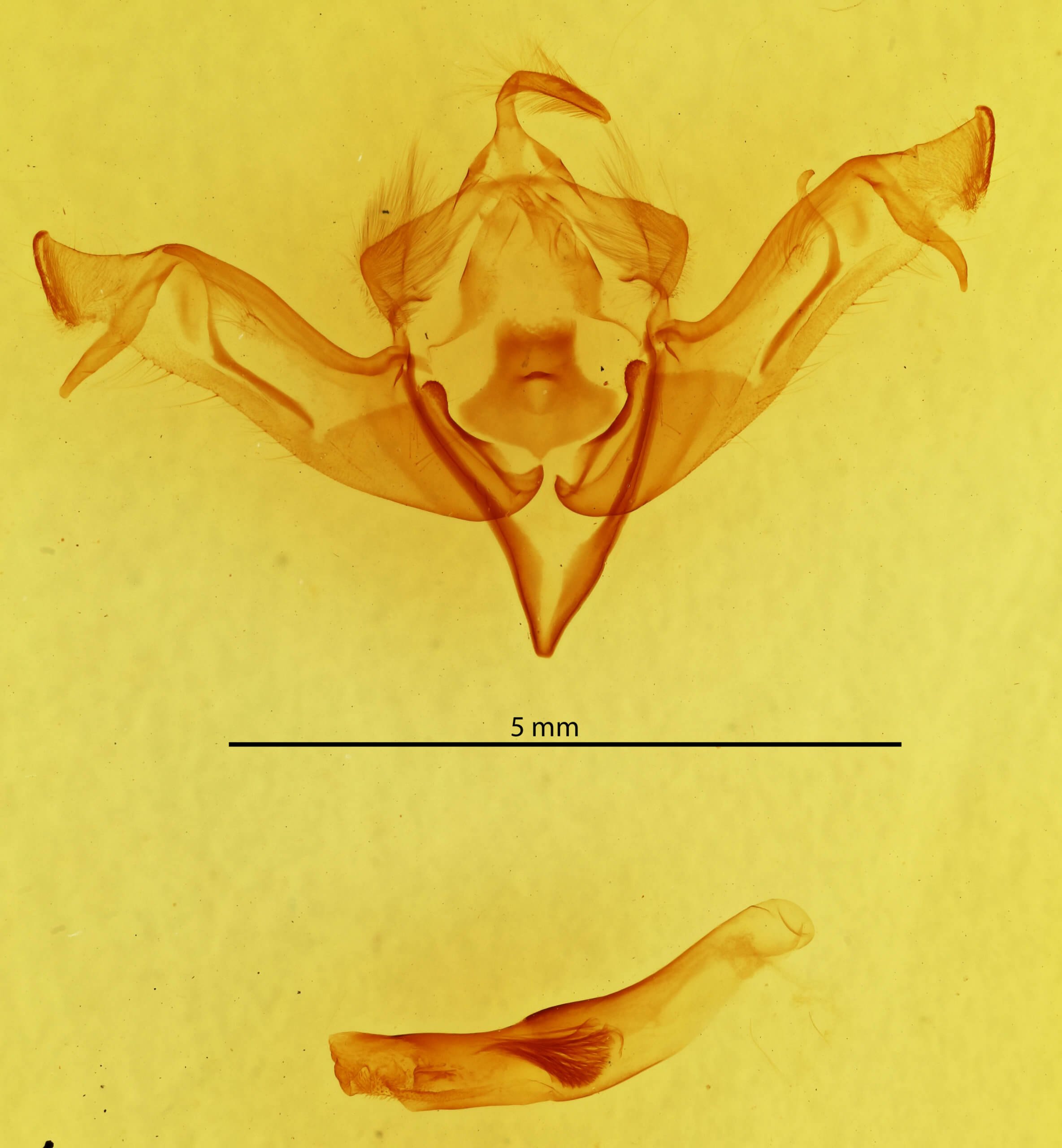genitalia view of adult Eupsilia cirripalea