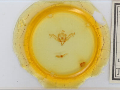 slide view of adult Eupsilia cirripalea