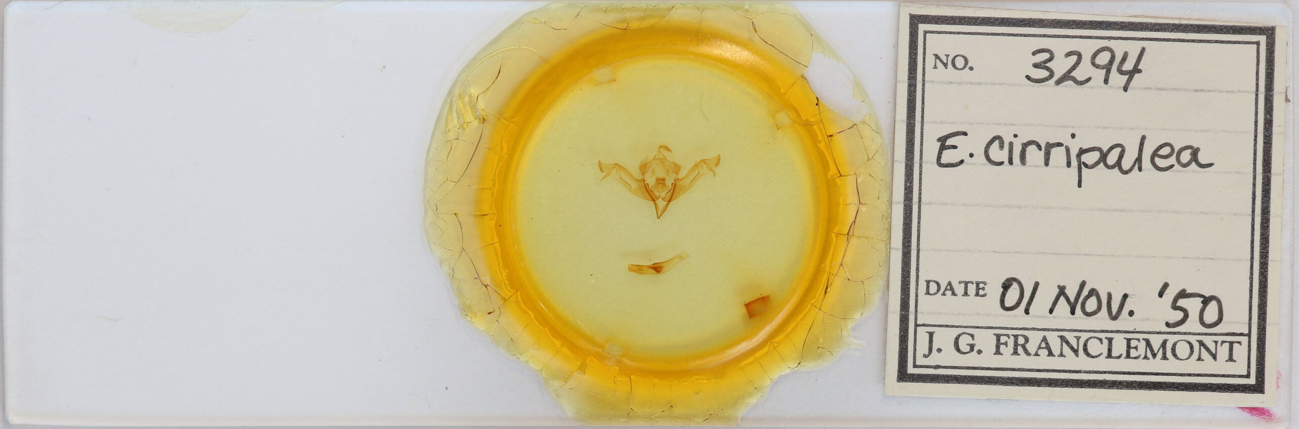 slide view of adult Eupsilia cirripalea