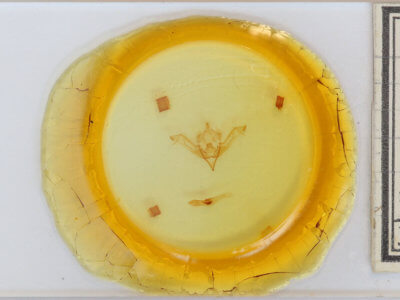 slide view of adult Eupsilia cirripalea