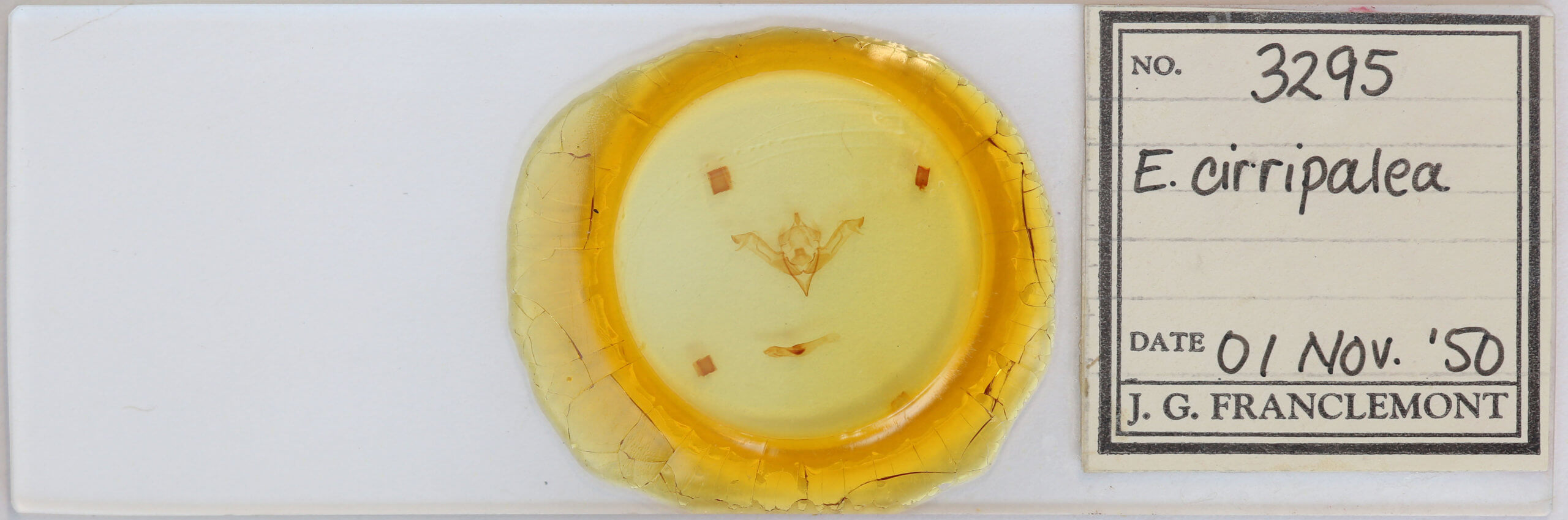 slide view of adult Eupsilia cirripalea