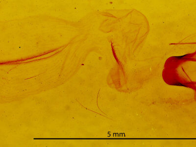 genitalia view of adult Eupsilia cirripalea