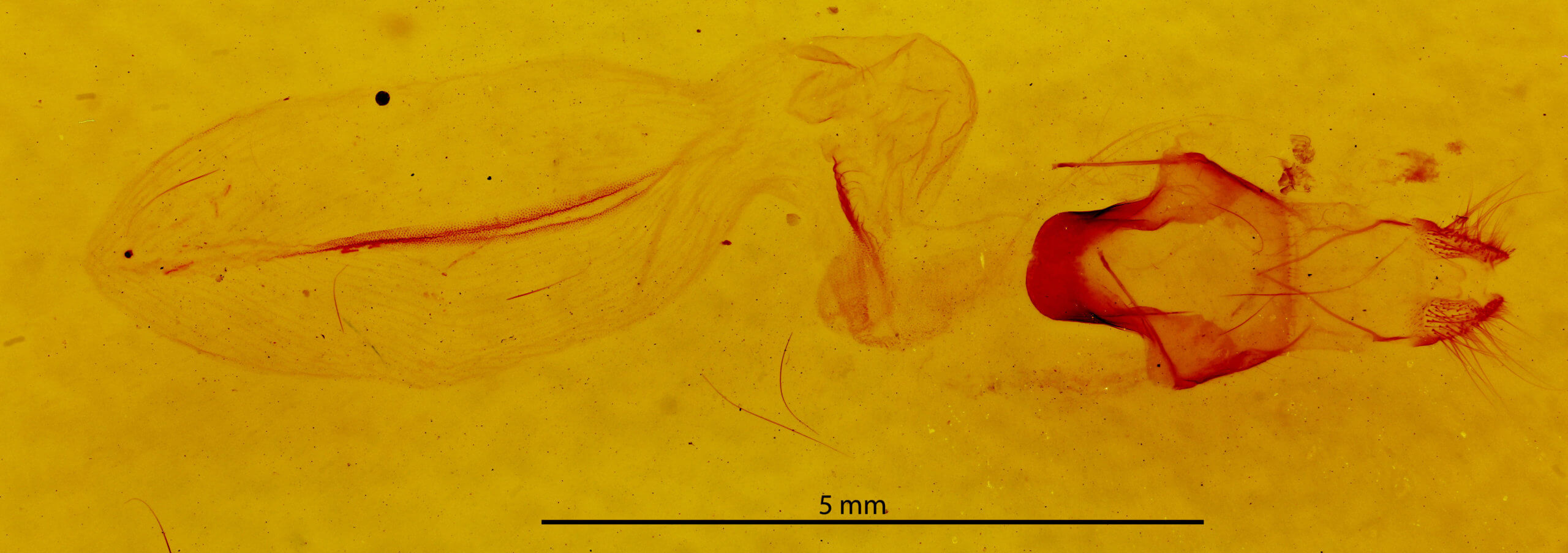 genitalia view of adult Eupsilia cirripalea