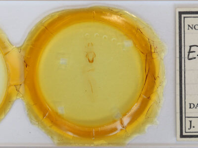 slide view of adult Eupsilia cirripalea