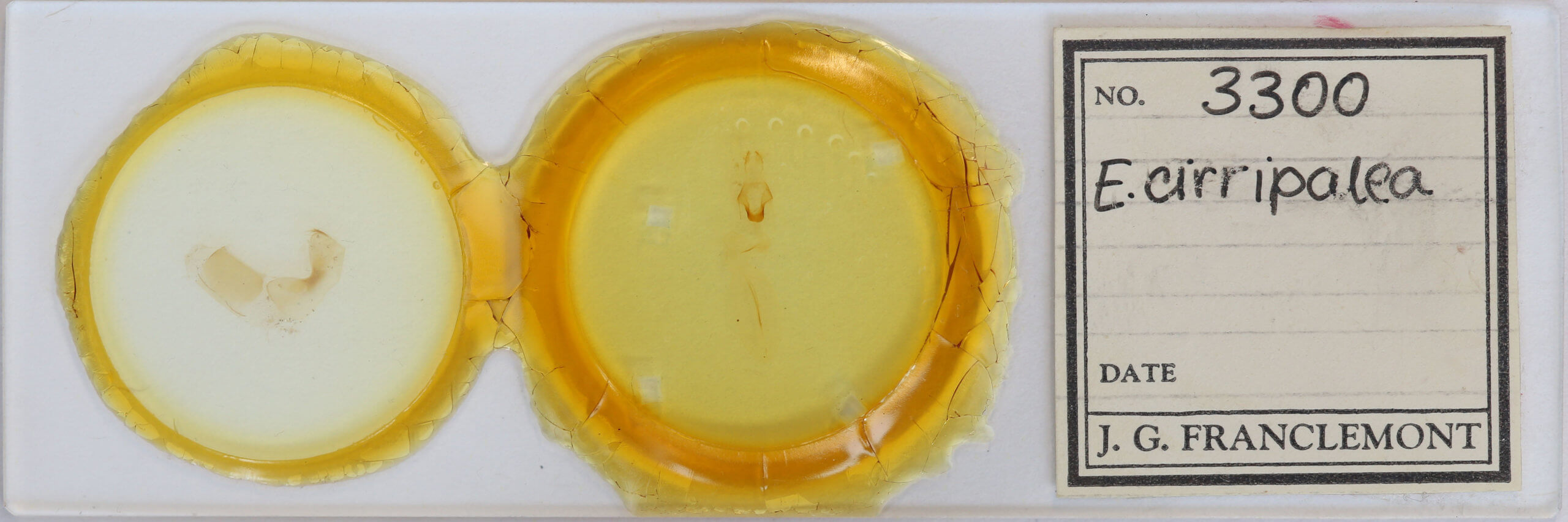 slide view of adult Eupsilia cirripalea