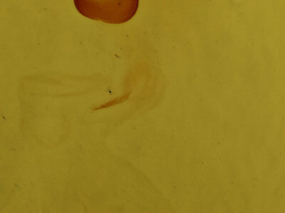 genitalia view of adult Eupsilia cirripalea