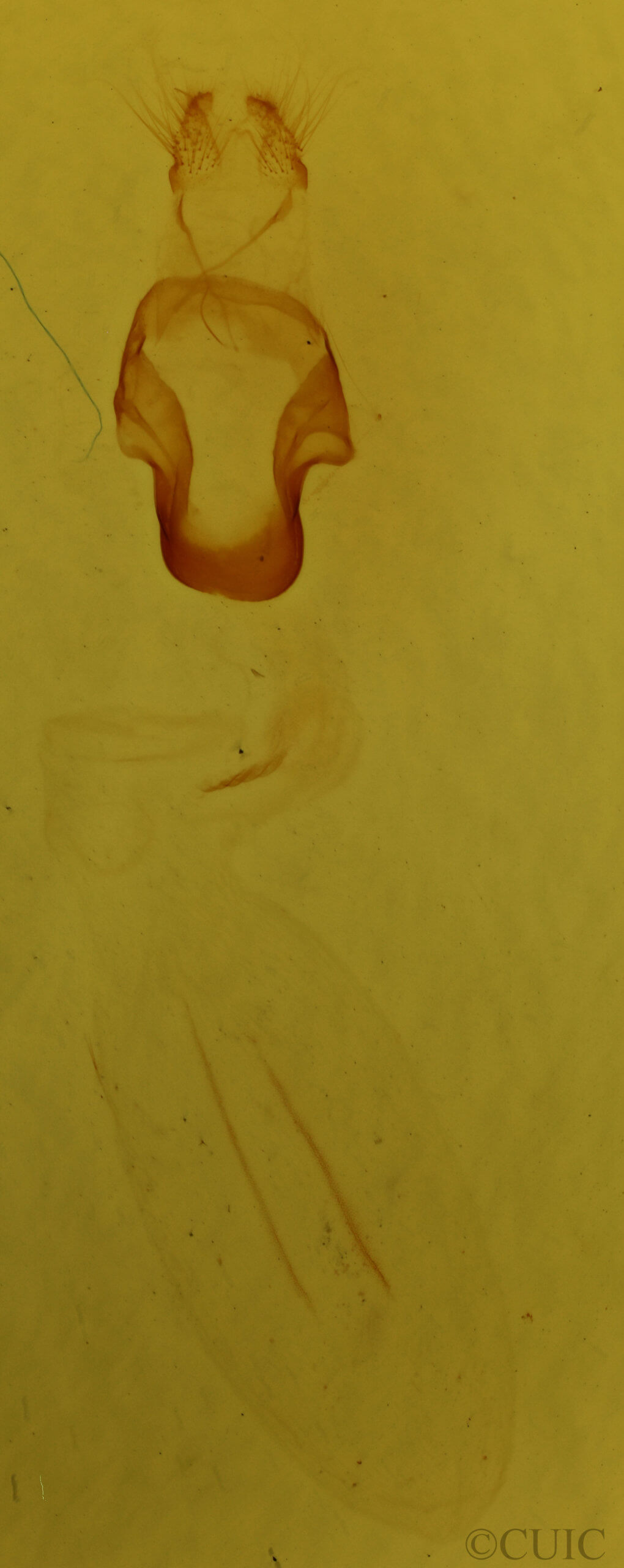 genitalia view of adult Eupsilia cirripalea