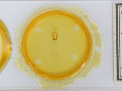 slide view of adult Eupsilia cirripalea