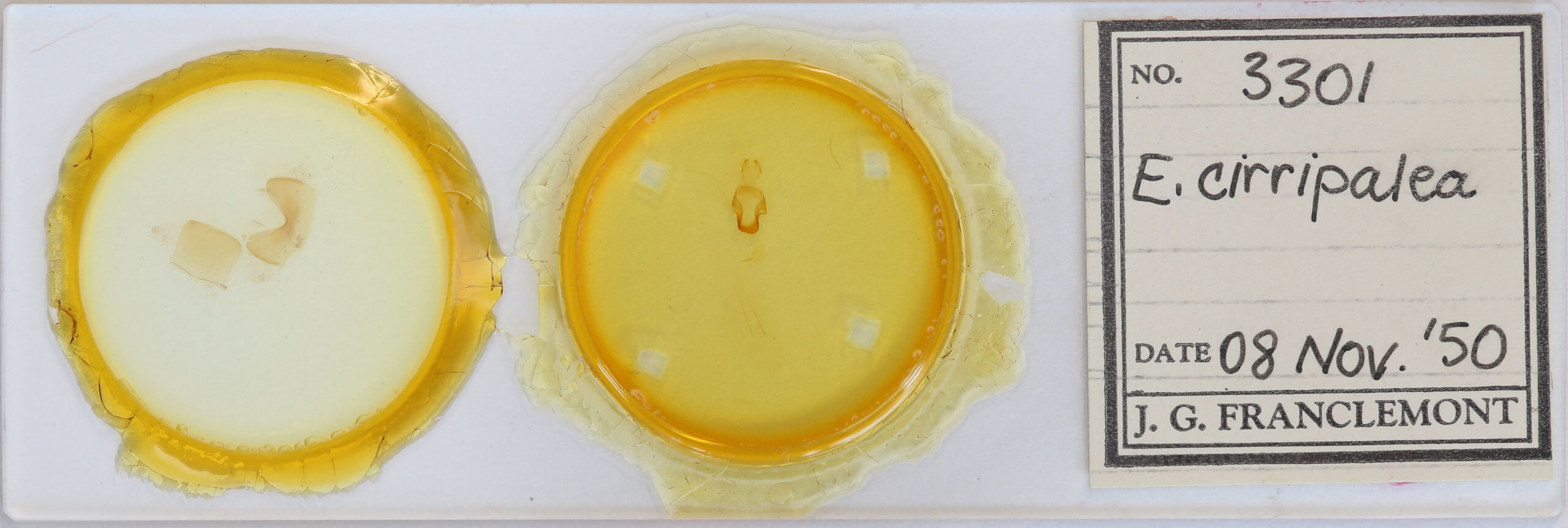 slide view of adult Eupsilia cirripalea