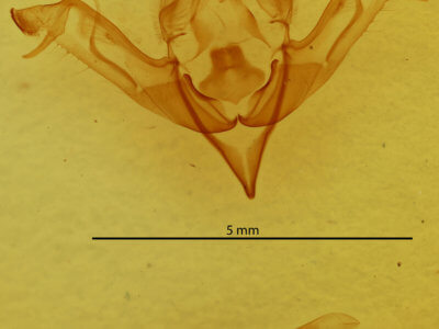 genitalia view of adult Eupsilia cirripalea
