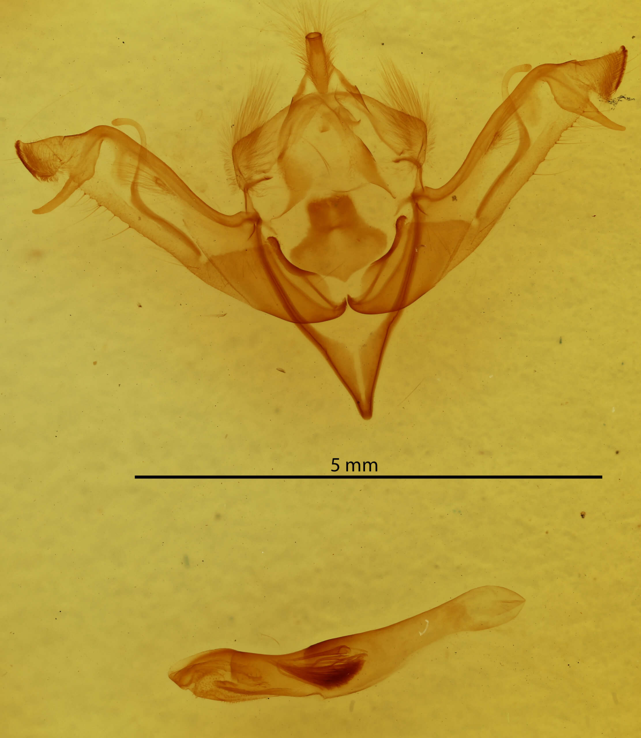 genitalia view of adult Eupsilia cirripalea