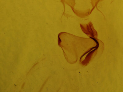 genitalia view of adult Eupsilia devia