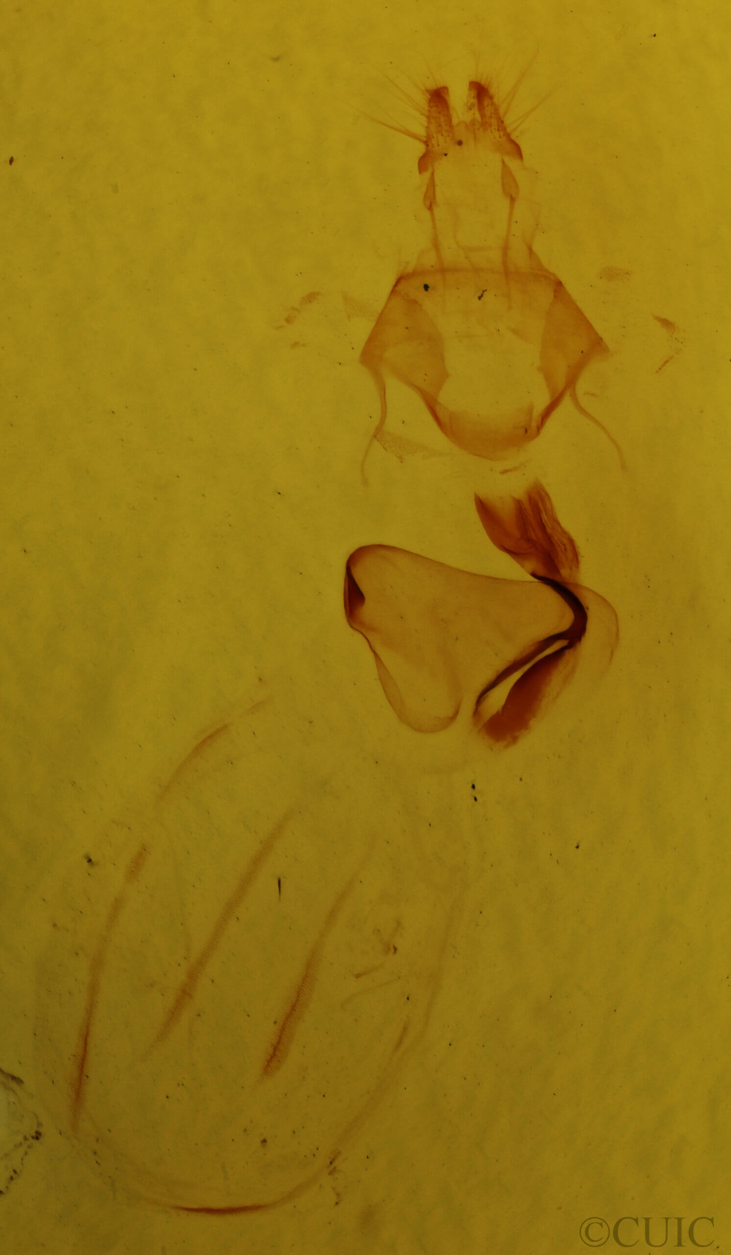 genitalia view of adult Eupsilia devia