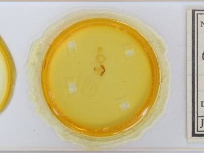 slide view of adult Eupsilia devia